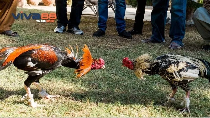 da-ga-1-cua-huong-dan