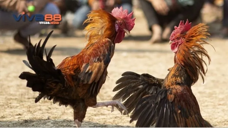 da-ga-1-cua-cac-rui-ro