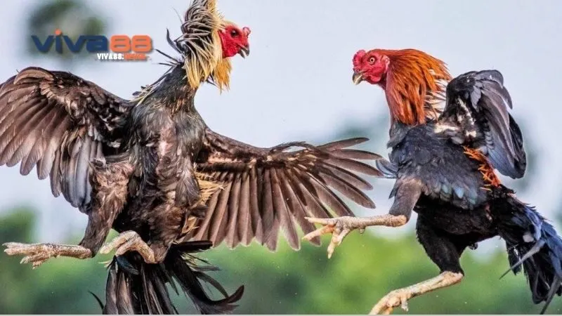 nhung-vay-ga-linh-huong-dan